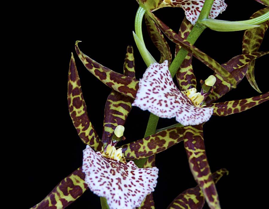 Odontoglossum naevium, una de las orquídeas colombianas | Colombia Travel
