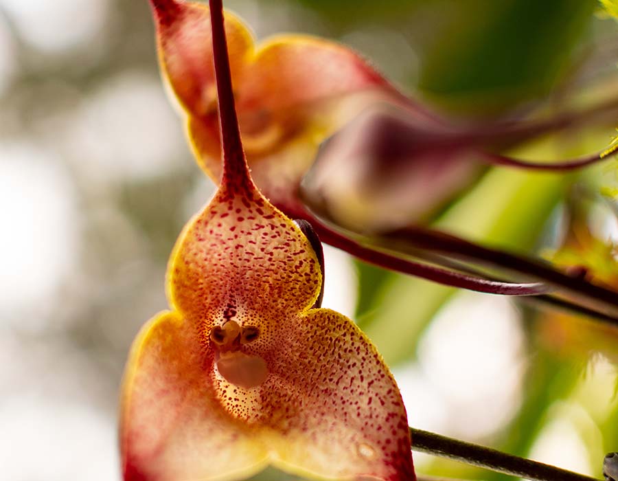 Drácula platycrater, una de las orquídeas colombianas | Colombia Travel