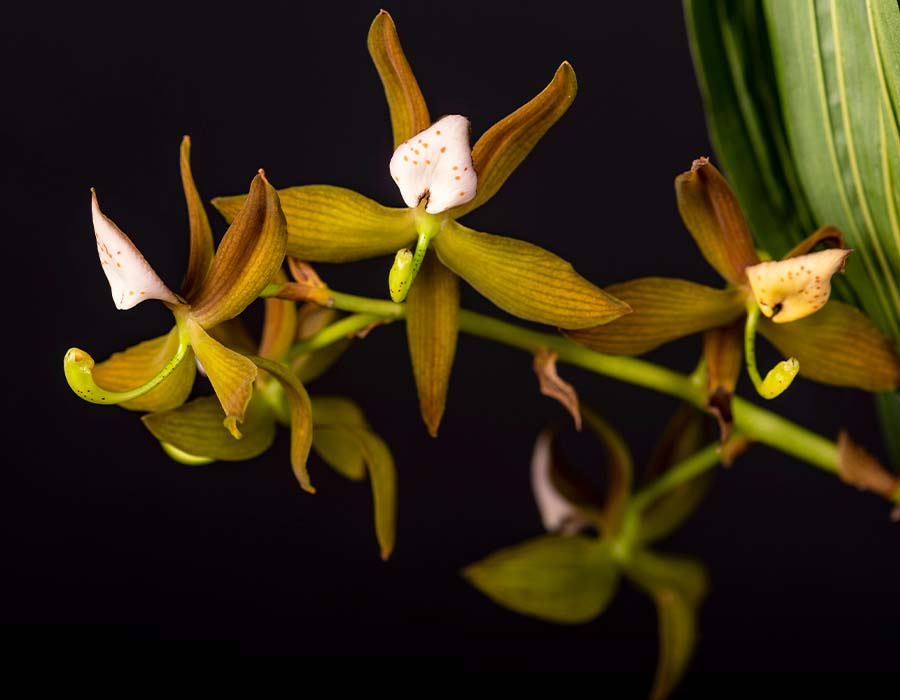 Cycnoches haagii Barb, una de las orquídeas colombianas | Colombia Travel