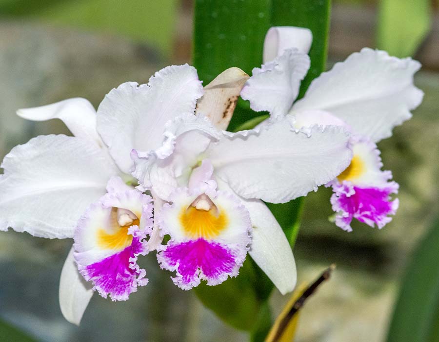 Cattleya quadricolor, una de las orquídeas colombianas | Colombia Travel