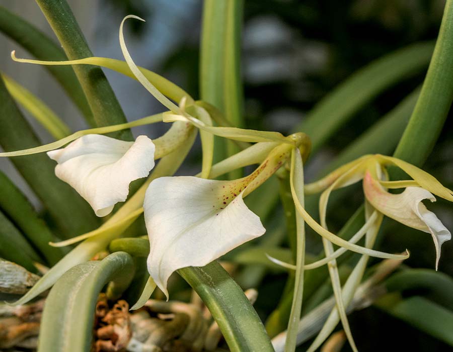 Brassavola nodosa, una de las orquídeas colombianas | Colombia Travel