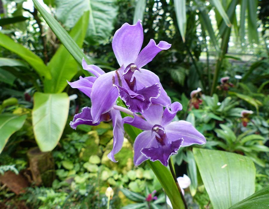 Acacallis cyanea, una de las orquídeas colombianas | Colombia Travel