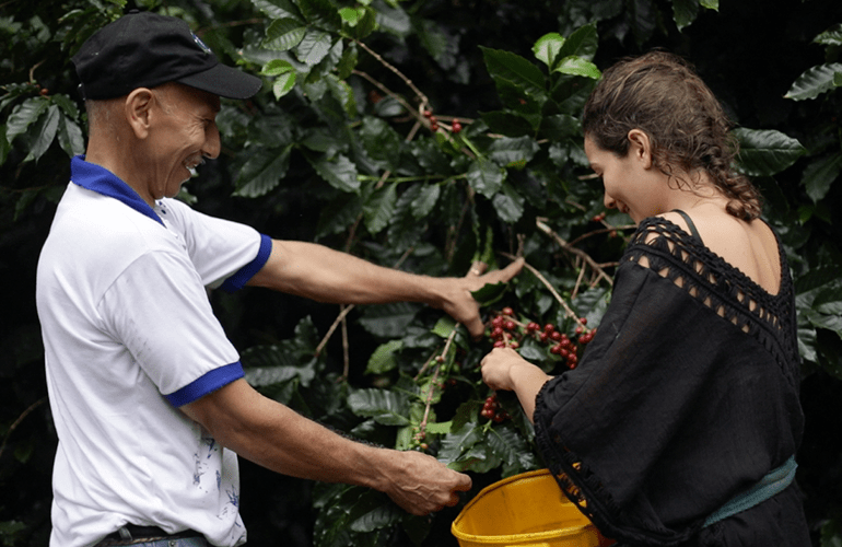 Personas recolectando granos de café en Santa Marta
