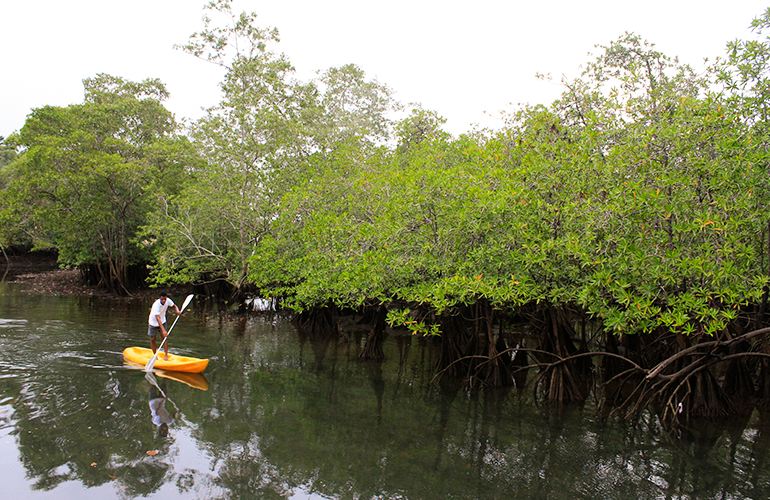 Hombre navegando a través de manglares en Nuquí, Chocó