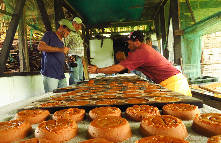 Descubre más sobre la producción de panela artesanal con la Experiencia Paraguas