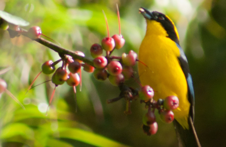 Disfruta del avistamiento de aves en Colombia con la Experiencia Paraguas