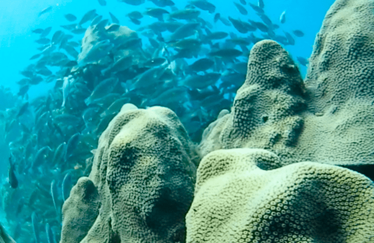 Conjunto de peces nadando en los arrecifes de coral de Islas del Rosario
