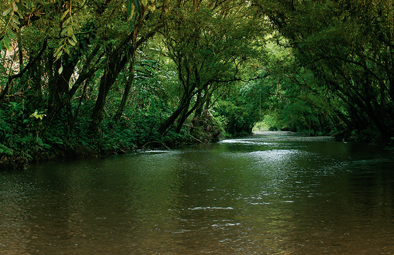 Túnel creado por las ramas de los árboles en Nuquí, Chocó