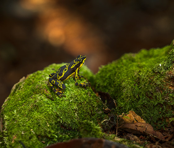 black and yellow frog on top of a plant