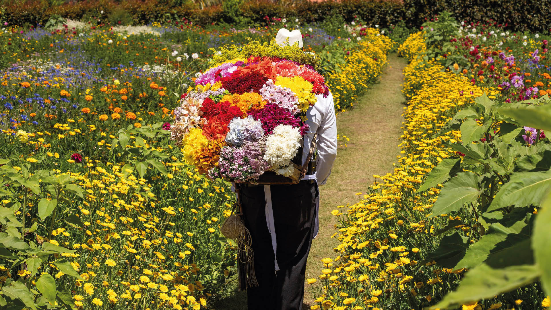 Hombre cargando flores para la exportación de flores colombianas