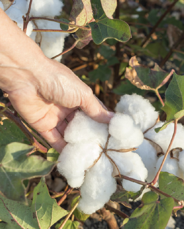 Manos cosechando algodón directamente de una planta