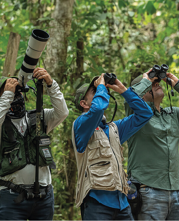 Observación de aves en Colombia.