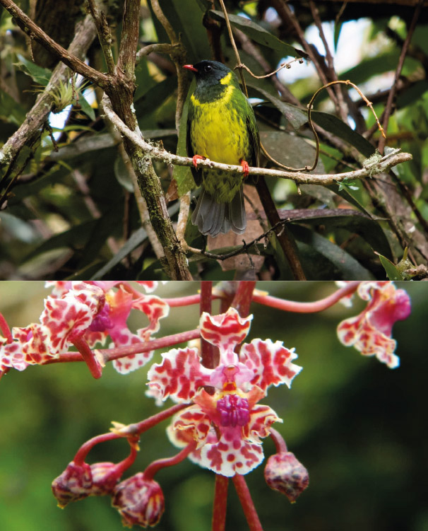 Ruta por la flora y fauna de Tolima, Colombia.