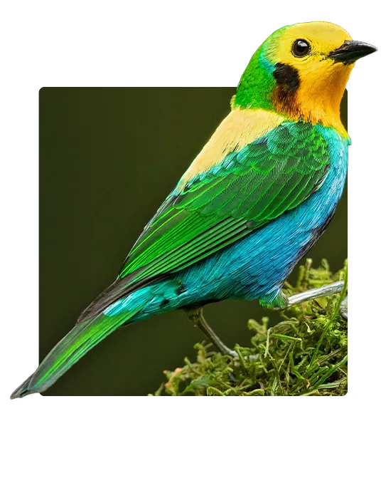 Bird