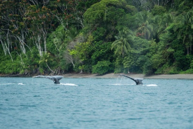 Ballenas en Gorngona
