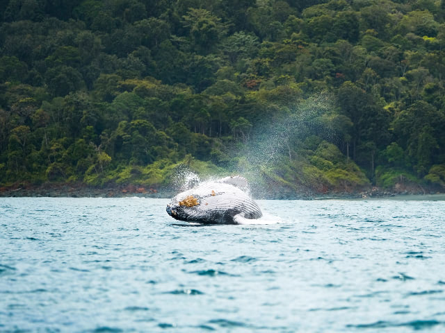 ballena jorobada saltando en el mar de bahia solano.