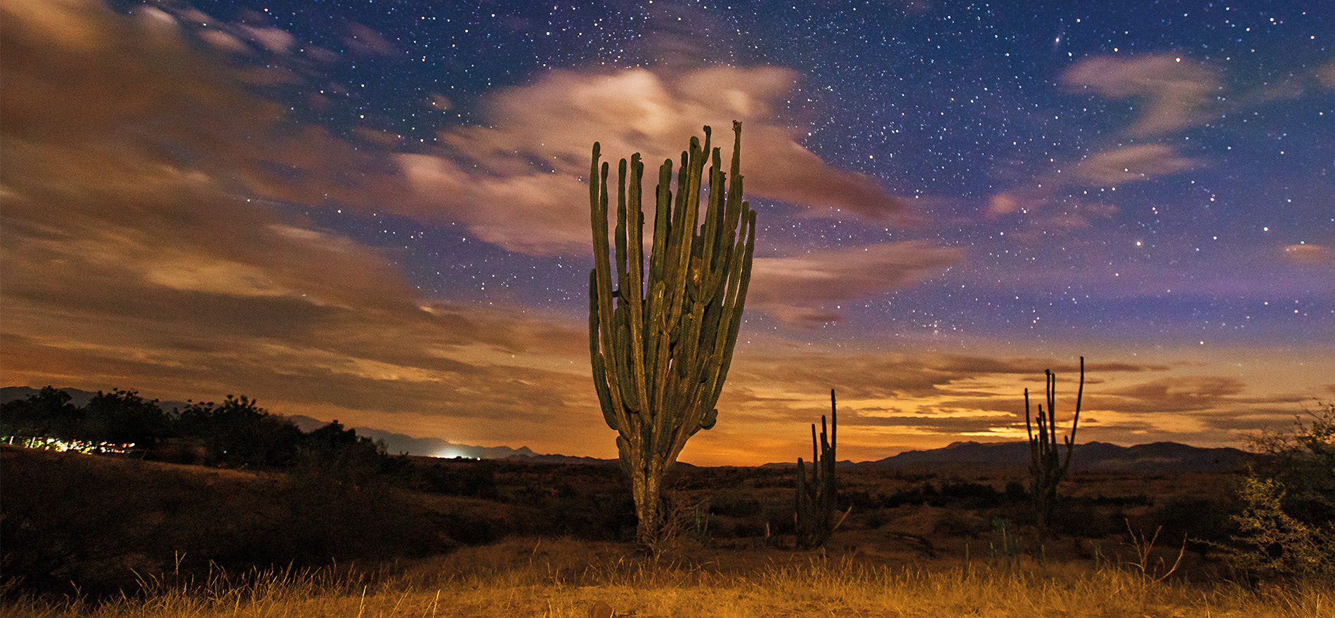 cactus en medio de una noche con estrellas en el desierto de la tatacoa.