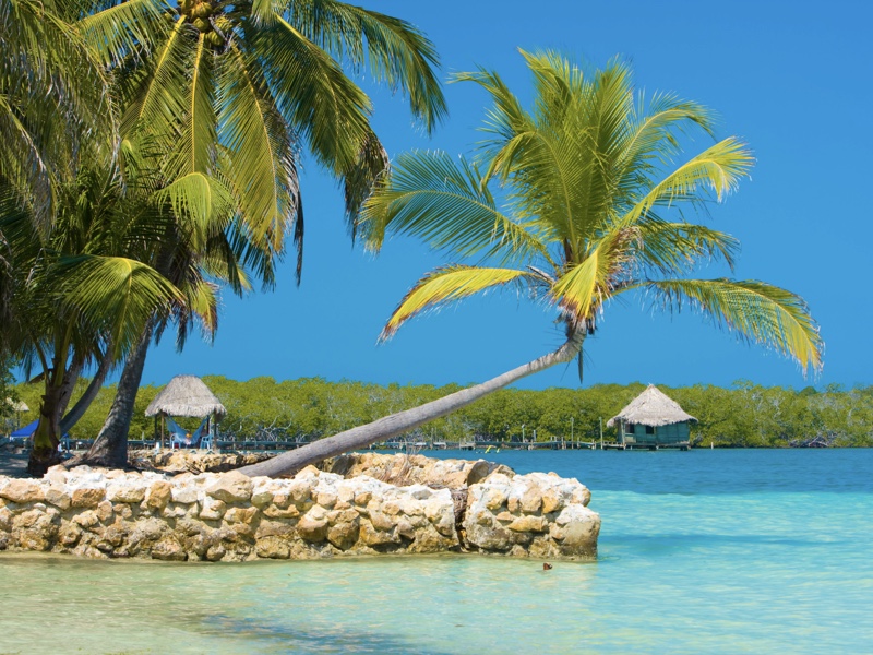 Una palmera se posa sobre el mar azul en Tintipán, una de las playas escondidas de Colombia.