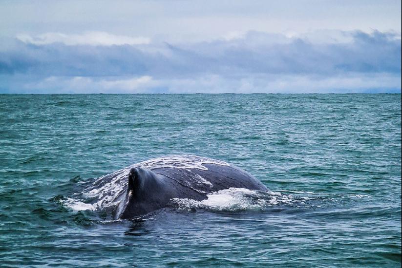 Ballena en el Pacífico Colombiano