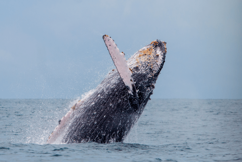 Humpback Whale