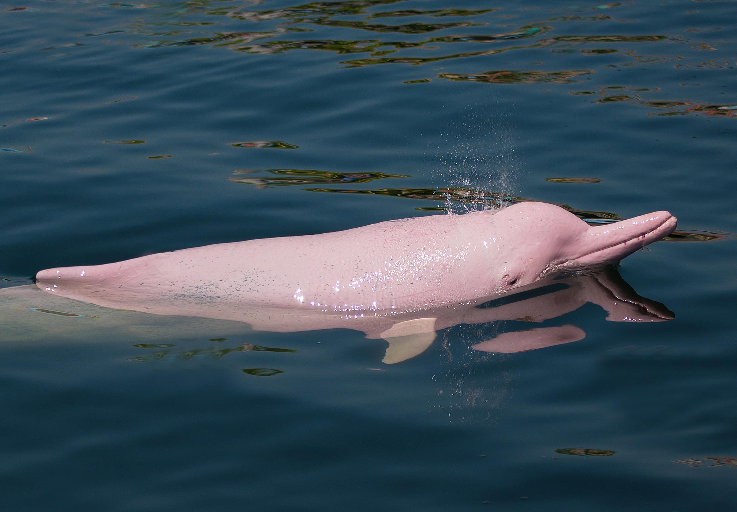 5 Animales del Amazonas Colombiano | Colombia Travel®