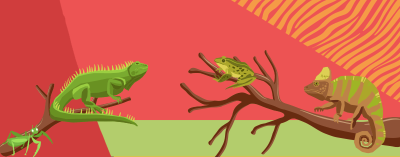 Los reptiles son algunas de las especies animales que se encuentran en Colombia