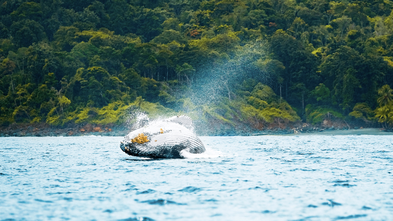 Humpback whale breaching Gorgona Island's waters, an experience to enjoy in Colombia.
