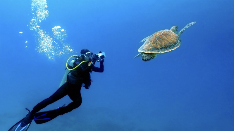 A diver photographs a turtle under the blue sea during his business travel.