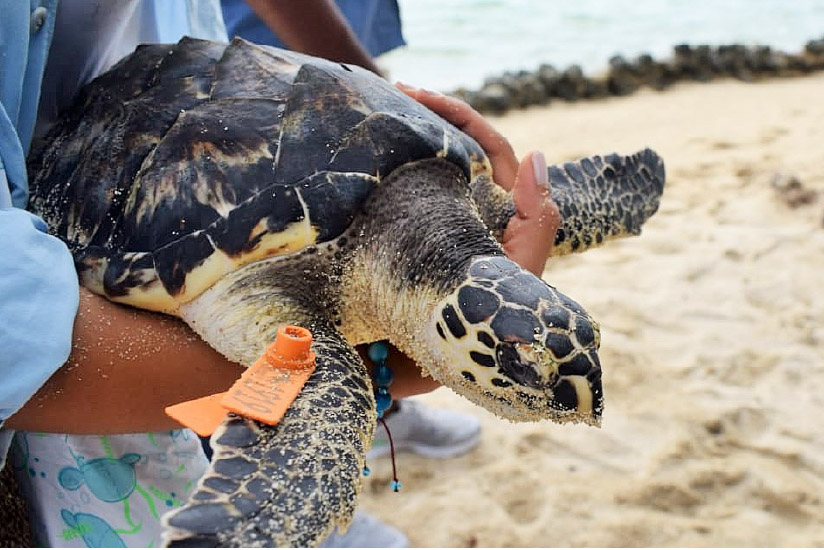 Liberación de tortugas Carey en Isla Arena, Islas del Rosario, Cartagena.