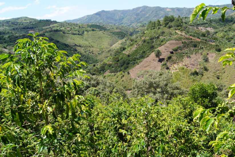 Ruta del café, Nariño