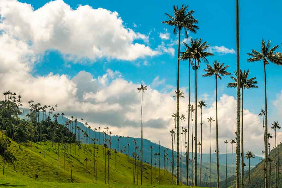  Wax palms under a blue sky. This valley is on the bucket list places to visit in Colombia