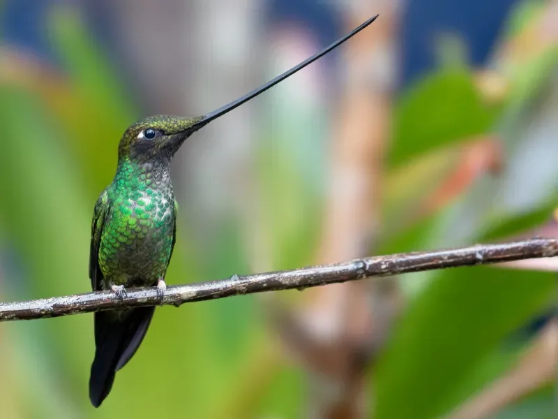 Conheça os beija-flores-tesoura que habitam na Amazônia colombiana
