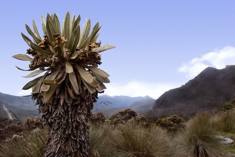 Frailejones y puyas, plantas de los páramos de Colombia