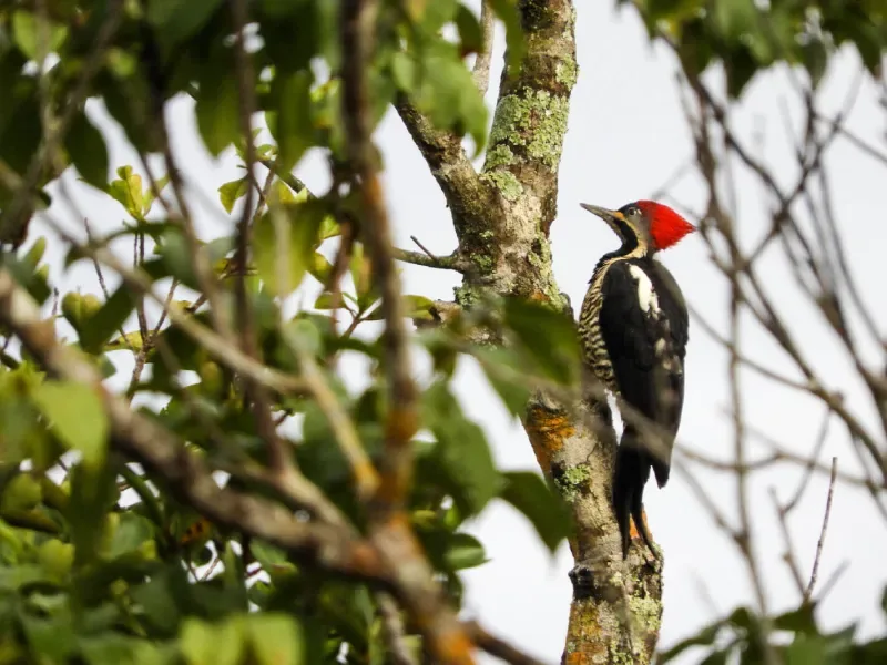 Pajaro Carpintero