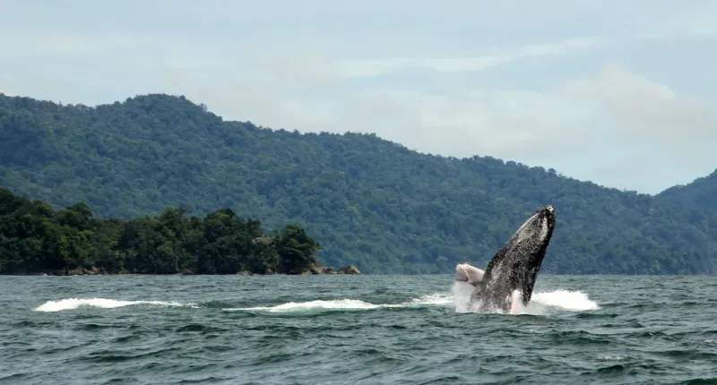 Nuquí, on the&nbsp;Colombia Pacific coast, is a destination where you can see waves