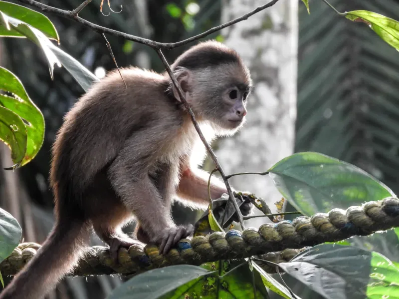 Fauna Amazonas