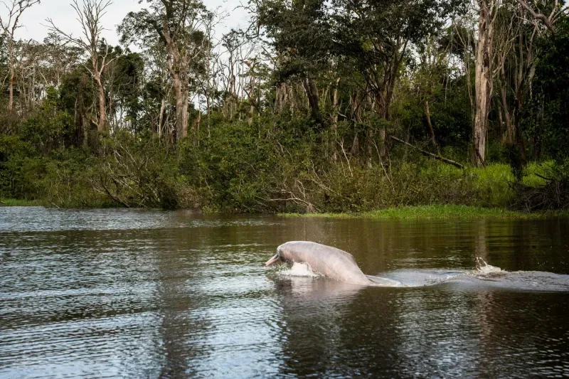 Pink dolphin watching