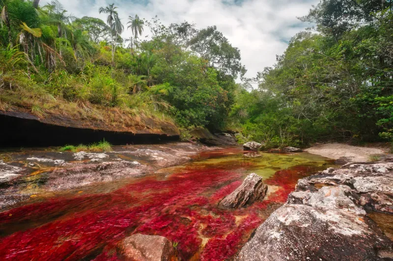 Conoce Caño Cristales, Meta en la región Orinoquía colombiana