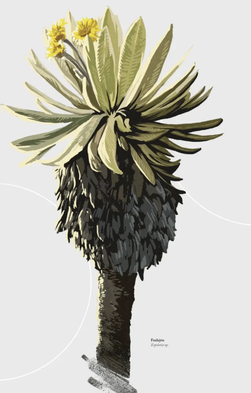 Fraijelón, planta nativa