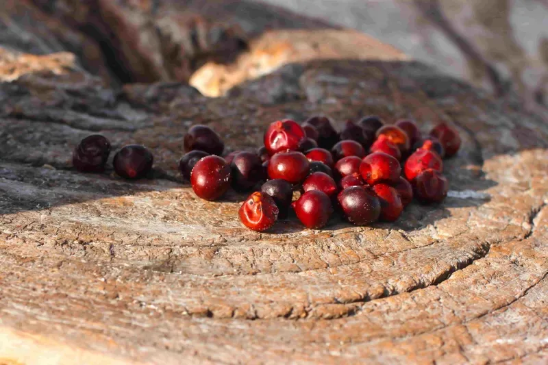 Descubra o corozo: fruta típica do caribe colombiano