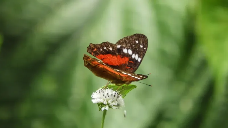 Discover the Paway Butterfly Farm of Mocoa