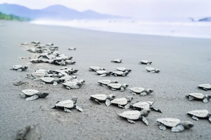 Beach with turtles