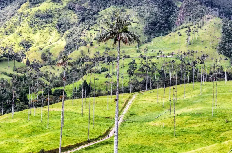 Cocora-Tal