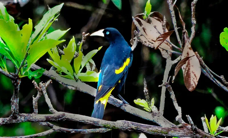 Mitú의 황배지빠귀형 Cacique(Yellow-rumped Cacique)