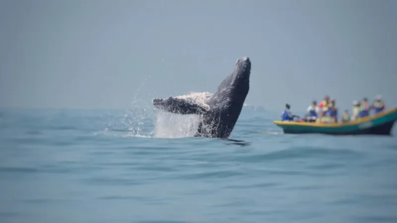 Avistamiento de ballenas en el Pacífico colombiano 