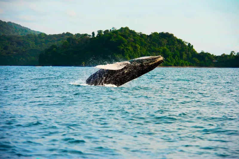 Humpback whale in Utría National Park