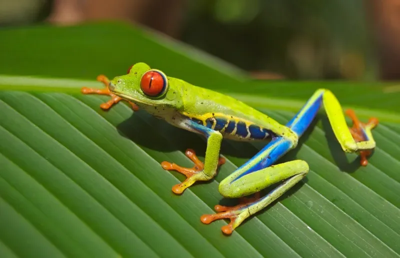 Descubra a fauna e biodiversidade na Amazônia da Colômbia
