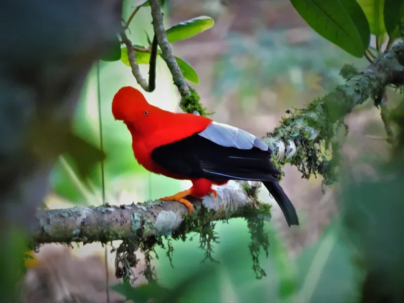 Bird Watching in the Coffee Cultural Landscape: Andean Cock-of-the-rock