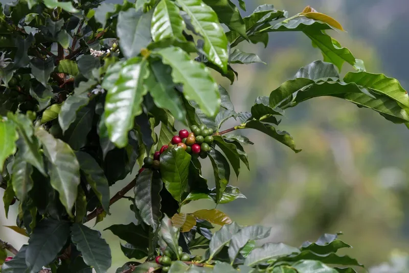 Cultivo de Café en Filandia