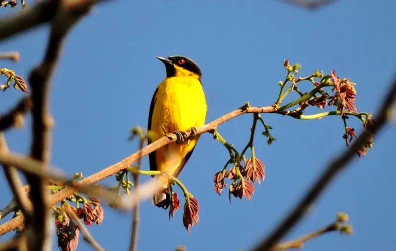 Mitú의 황배 Dacnis(Yellow-bellied Dacnis)